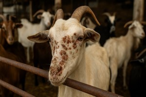 Επιβεβαιώθηκαν κρούσματα ευλογιάς των αιγοπροβάτων σε εκτροφές της Αιτωλοακαρνανίας