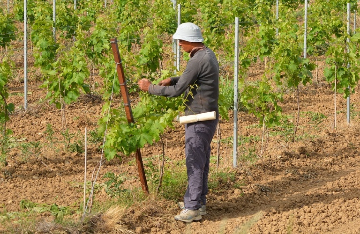 Αυστηρά τα κριτήρια για το πρόγραμμα των νέων αγροτών