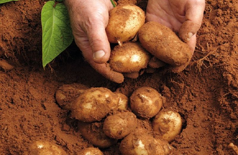 Γεωργικές προειδοποιήσεις για την καλλιέργεια πατάτας