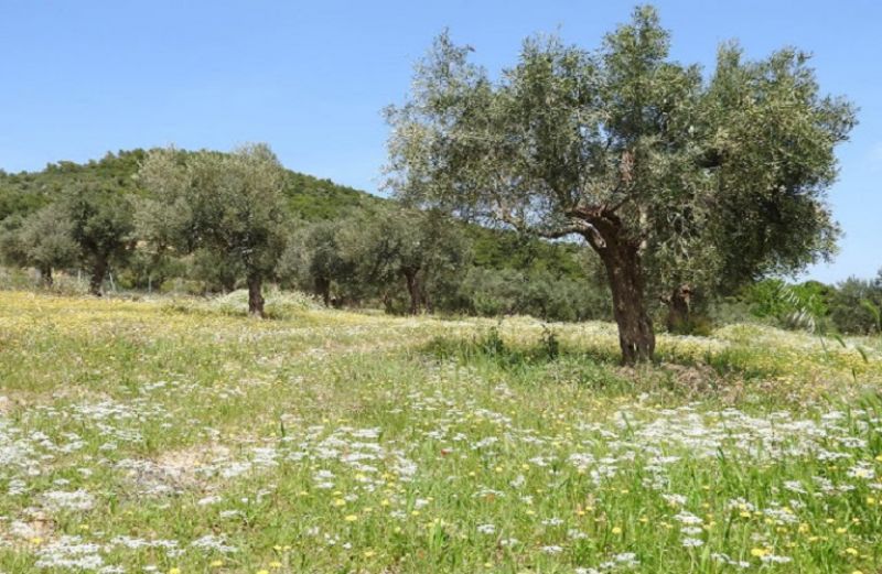 Κλιματική αλλαγή και αλληλεπιδράσεις καλλιεργουμένων φυτών και ζιζάνιων