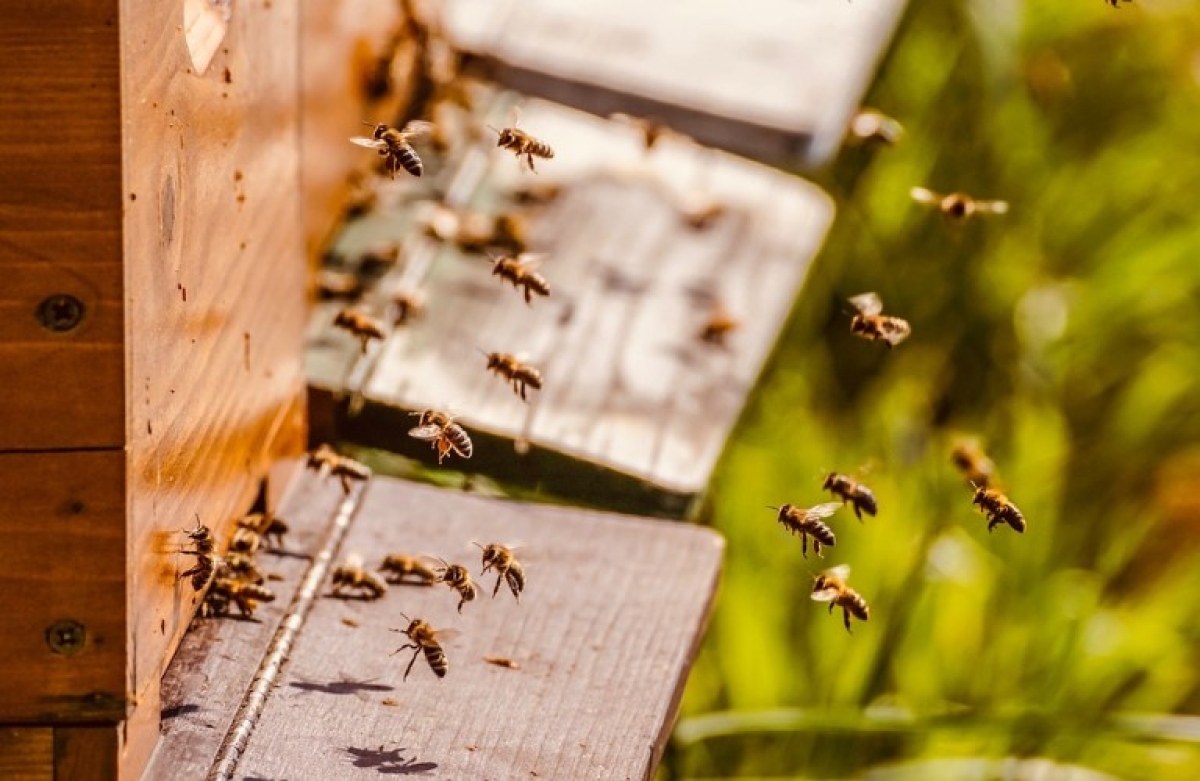 Μελισσοκομία: καθορίστηκαν τα ποσά ενίσχυσης