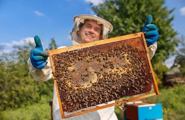Δωρεάν κατάρτιση μελισσοκομίας στο Μεσολόγγι, με εντολή Λιβανού