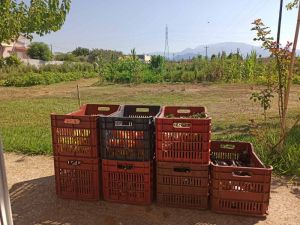 Διάθεση κηπευτικών προϊόντων από τους ωφελούμενους του Δημοτικού Λαχανόκηπου του Δήμου Αγρινίου στο Κοινωνικό Παντοπωλείου του Δήμου.