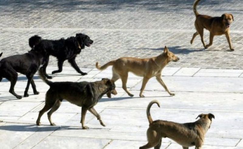 Χρηματοδοτούνται για καταφύγια αδέσποτων οι δήμοι Αγρινίου, Μεσολογγίου και Ναυπακτίας