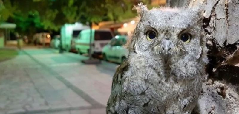 Αγρίνιο: Διάσωση μικρού Γκιώνη