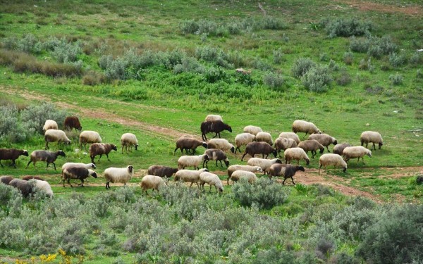 ΟΑΣ Αιτωλοακαρνανίας: Κλιμάκια του ΟΠΕΚΕΠΕ να κάνουν βόλτες από μαντρί σε μαντρί χωρίς κανένα μέτρο προστασίας