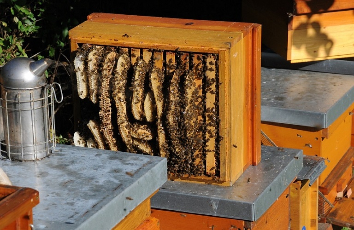 Επιχορήγηση 1.179.850 ευρώ για τη «Λειτουργία Κέντρων Μελισσοκομίας»