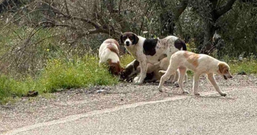 Αγρίνιο: Επτά σκυλάκια εγκαταλείφθηκαν σε δρόμο κοντά στην Καμαρούλα