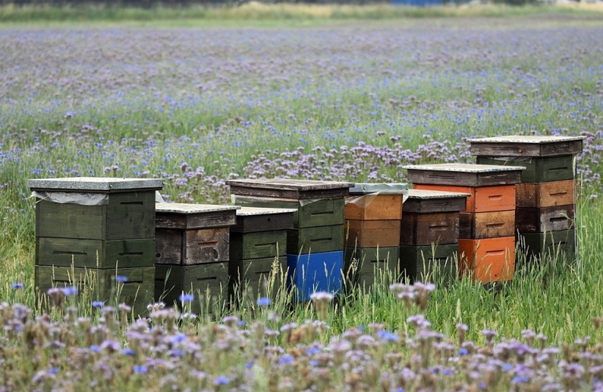 Μελισσοκομία: τί αλλάζει και για ποιους