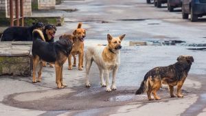 Δήμος Ι.Π. Μεσολογγίου: Διαχείριση αδέσποτων και δεσποζόμενων ζώων συντροφιάς