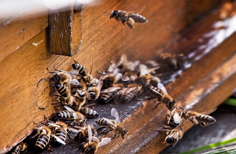 3ο Πανελλήνιο Συνέδριο Επαγγελματικής Μελισσοκομίας