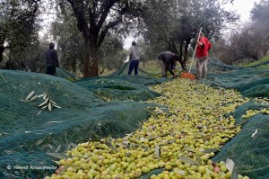 Αιτωλοακαρνανία: Από τον ελαιώνα στο ελαιοτριβείο (φωτο)