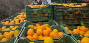 Παραμένουν ανταγωνιστικά στο εξωτερικό τα πορτοκάλια των Καλυβίων