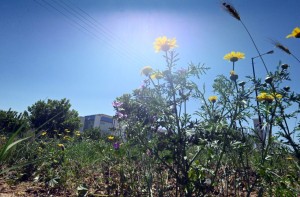 Καιρός: Ήλιο, ζέστη και βοριάδες φέρνει η Κυριακή