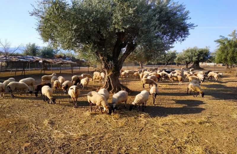 Προστατέψτε το κοπάδι και το εισόδημά σας