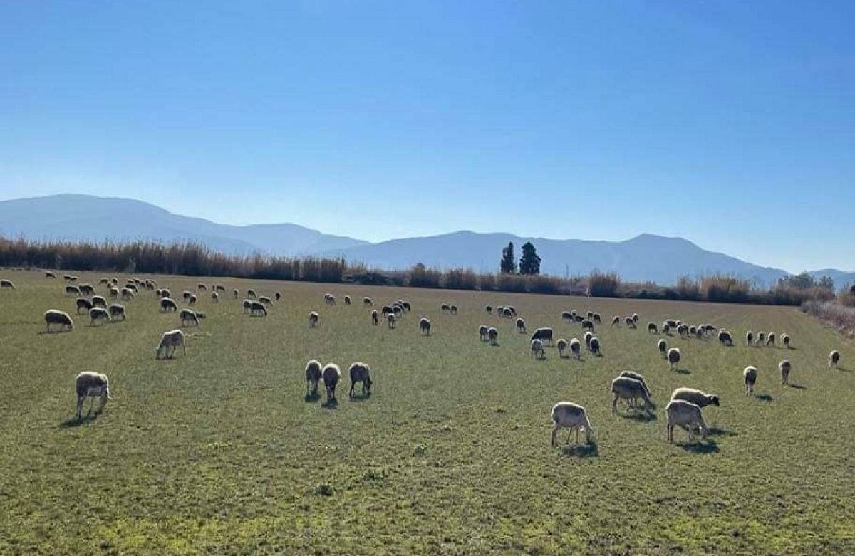 Σε εξέλιξη η προσκόμιση δικαιολογητικών για τη συνδεδεμένη στα αιγοπρόβατα