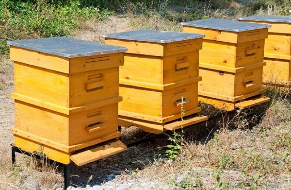 900.000 ευρώ για τα Κέντρα Μελισσοκομίας