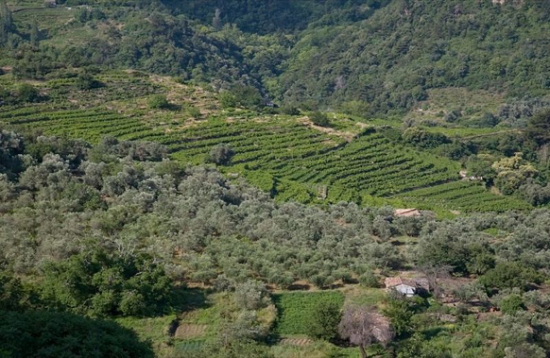 Δασικοί Χάρτες: τέλος στον παραλογισμό και στην ταλαιπωρία των πολιτών