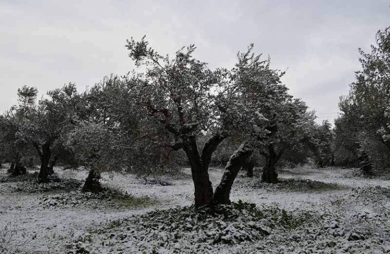 Ελαιόδεντρα και θερμοκρασίες: όσα πρέπει να γνωρίζουν οι παραγωγοί