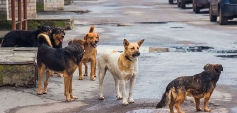Δίμηνες προσλήψεις στο Δήμο Αγρινίου για την διαχείριση των αδέσποτων ζώων