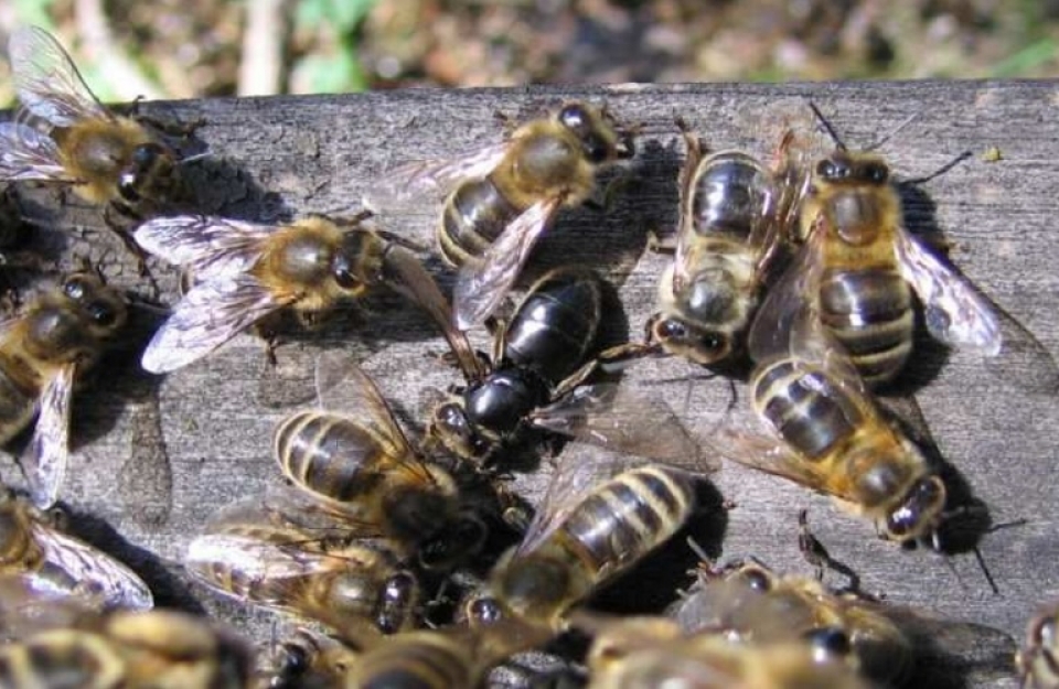Η χρόνια παράλυση των μελισσών