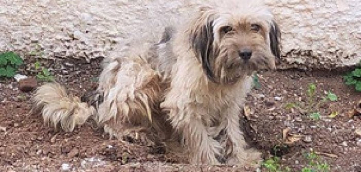 Αγρίνιο: Χάθηκε σκύλος στην περιοχή Αγίου Ιωάννου Ρηγανά
