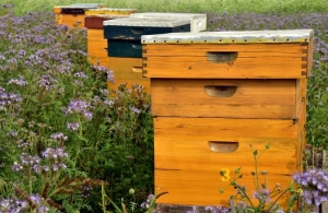 Νομαδική Μελισσοκομία: η απόφαση για την οικονομική στήριξη