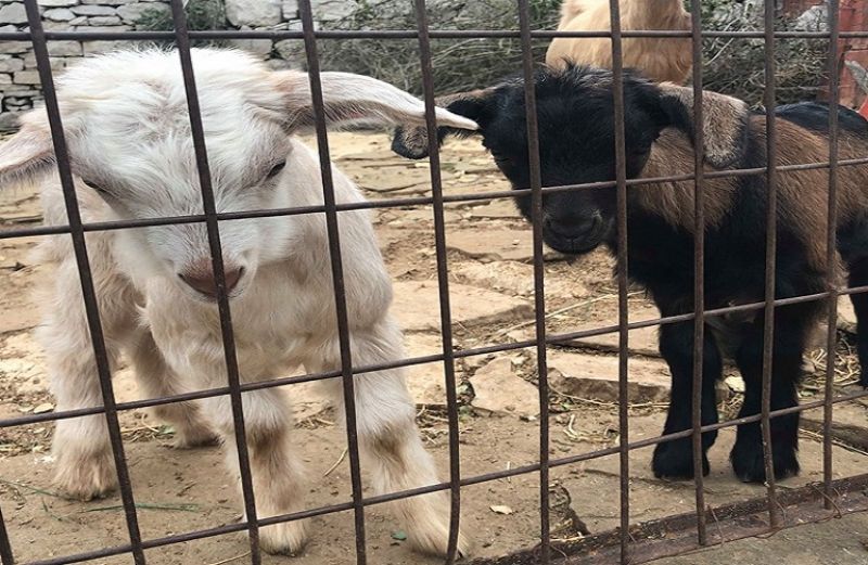 ΟΣΔΕ …και αιτήσεις πληρωμής για την Εξισωτική Αποζημίωση