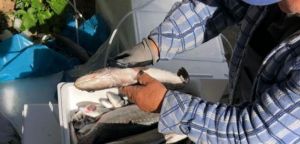 Ναύπακτος:Υπέρ-προσφορά σε ψάρια από τις “Θαλάσσιες καλλιέργειες” στο κοινωνικό παντοπωλείο του δήμου