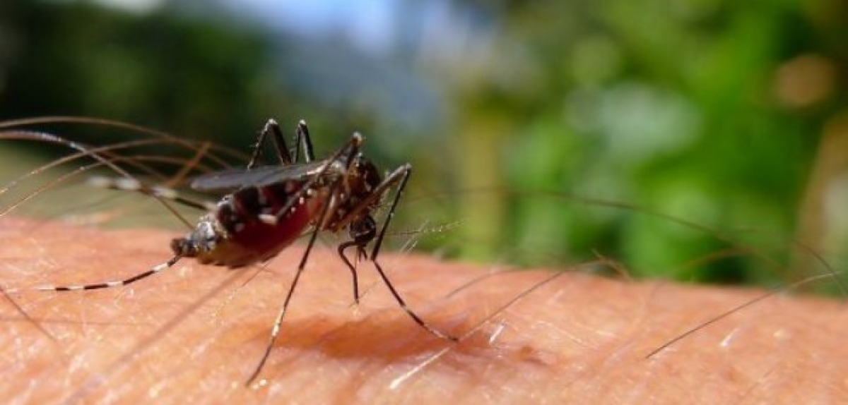 Κουνούπια – Επτά λόγοι που τσιμπούν εσάς και όχι τον διπλανό σας