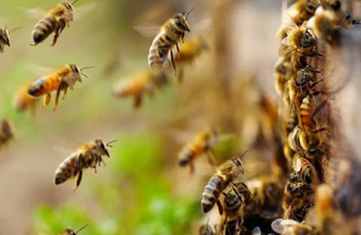 Εκδήλωση για τη Μελισσοκομία με τη στήριξη της Περιφέρειας Δ. Ε.