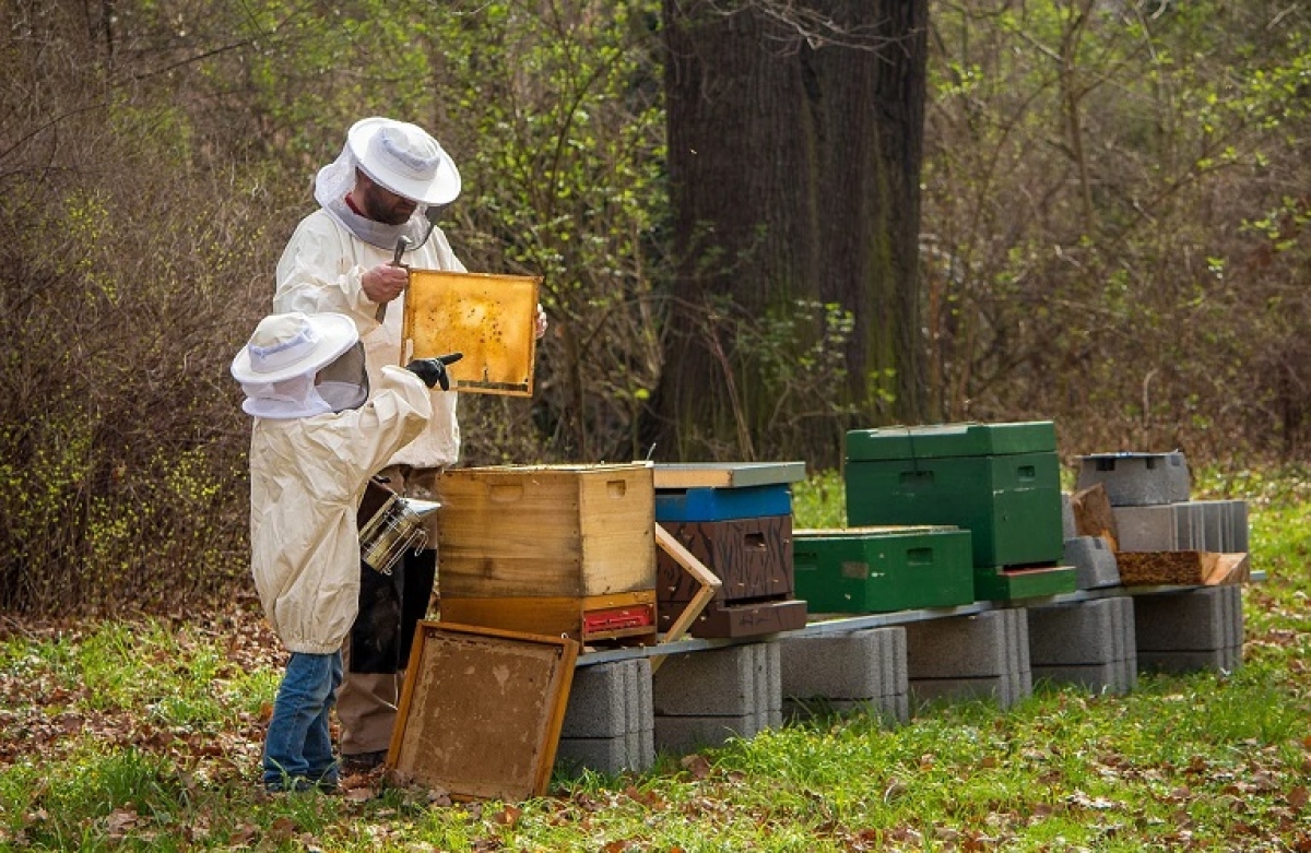 Εκπαιδεύσεις Μελισσοκόμων 2022