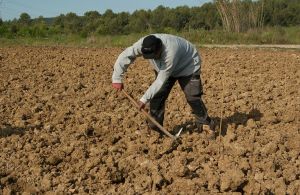 Ασφάλιση εργατών γης: Κίνητρα για να παραμείνουν οι συνταξιούχοι στο χωράφι