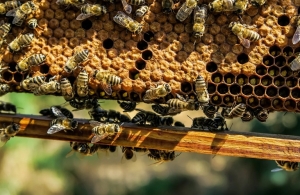13 μέτρα στήριξης για τους πληγέντες μελισσοκόμους