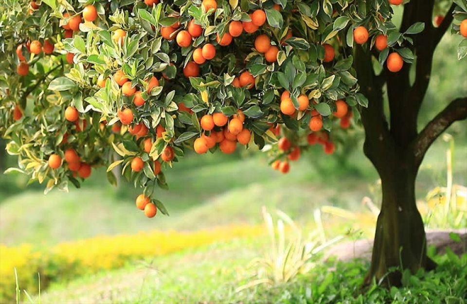 Πορτοκαλιά: οδηγός καλλιέργειας
