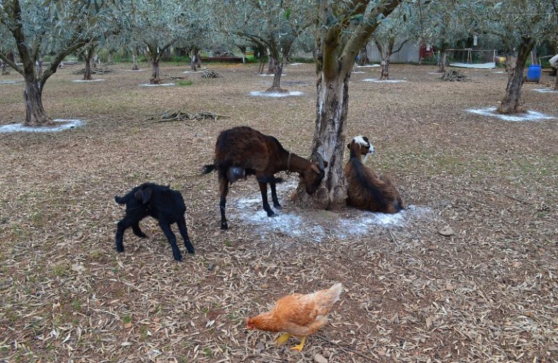 Οικόσιτα ζώα: Τι προβλέπει ο κανονισμός