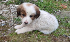 Εγκατέλειψαν σκυλίτσα με τα κουτάβια της πλησίον της αερογέφυρας Αγρινίου (φωτο)