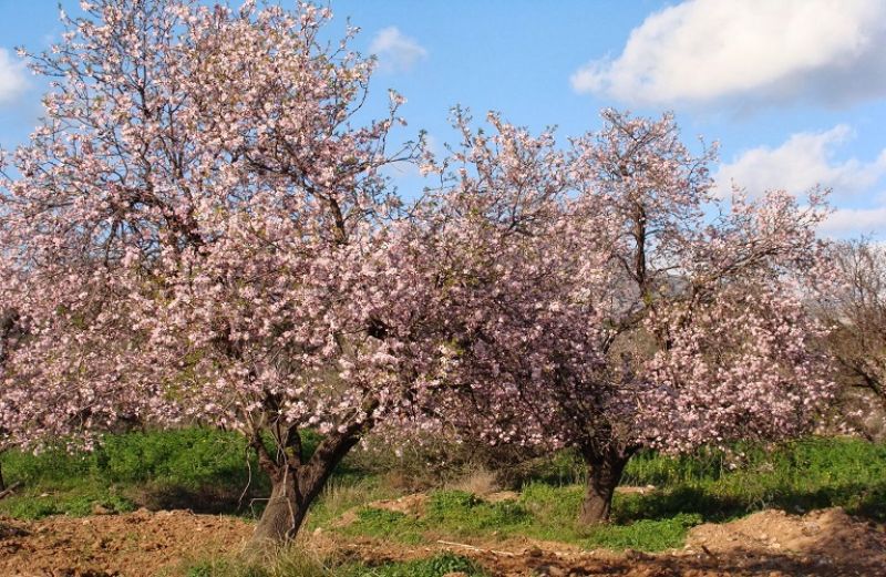 Γεωργικές Προειδοποιήσεις για την Αμυγδαλιά απο την Ενωση Αγρινίου