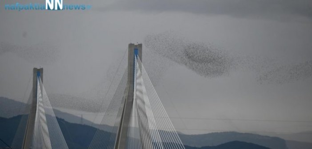 Ρίο – Αντίρριο: Χιλιάδες Καραβέλια σε περίεργους σχηματισμούς πάνω από τη γέφυρα (VIDEO)