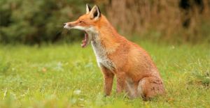 Τι πρέπει να γνωρίζουν οι πολίτες για τον εναέριο εμβολιασμό των κόκκινων αλεπούδων που ξεκινά στην Αιτωλοακαρνανία