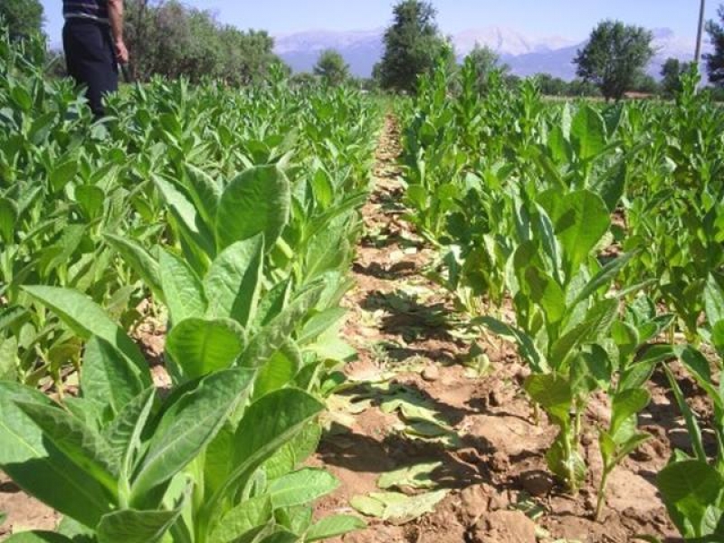 Tριετής συμφωνία για την αγορά ελληνικών καπνών από την Philip Morris