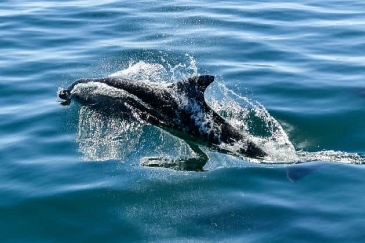 «Παιχνιδιάρικα» δελφίνια στην Ναύπακτο (βίντεο)
