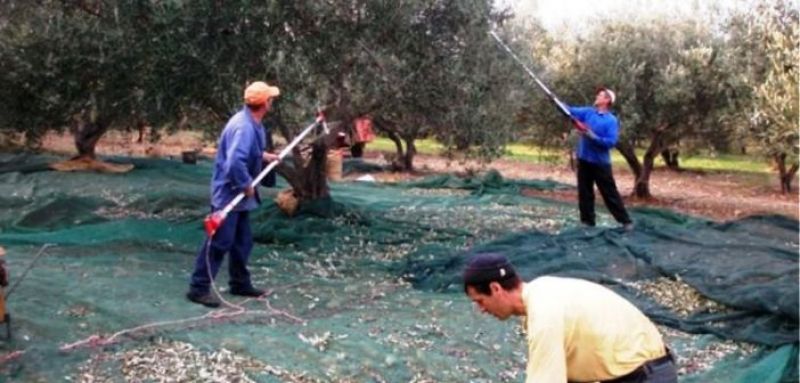 Ελαιοκομική περίοδος: Καλή χρονιά για την Αιτωλοακαρνανία