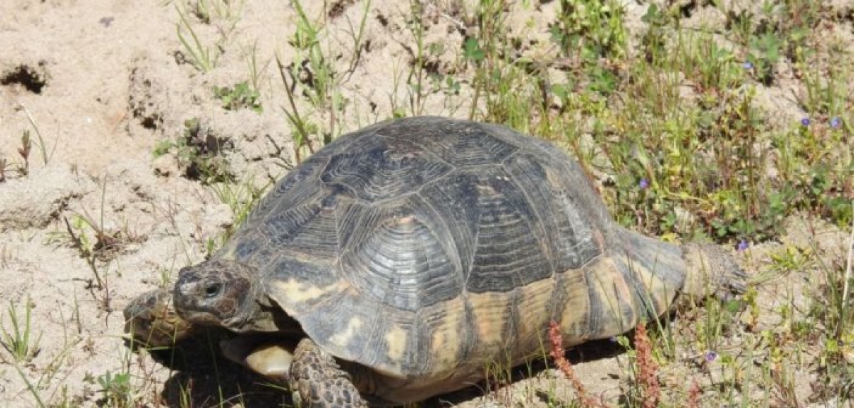 Πώς εξαπλώνεται είδος χελώνας στο Εθνικό Πάρκο Λιμνοθαλασσών Μεσολογγίου – Αιτωλικού