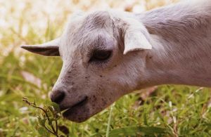 Ενωση Αγρινίου: Οδηγίες για τη σωστή διατροφή των ζώων
