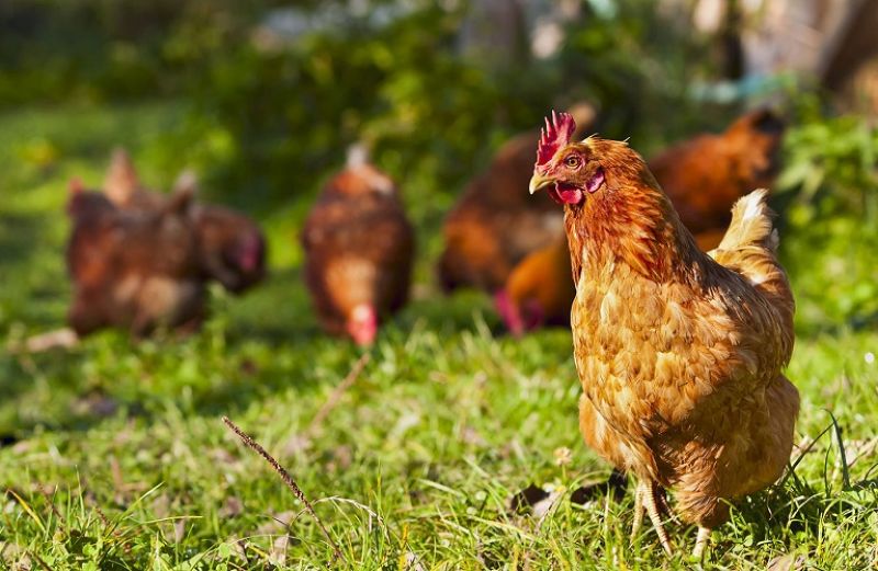 Γρίπη των πτηνών και μέτρα βιοασφάλειας