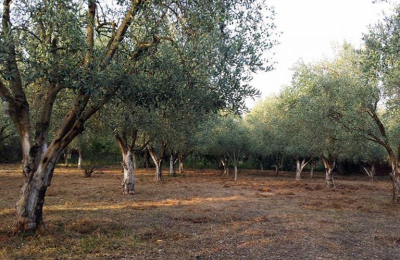 Ψηφίστηκε η τροπολογία  για την καταπολέμηση του δάκου