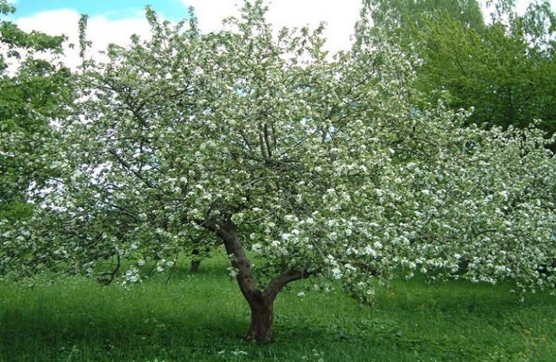 Γεωργικές προειδοποιήσεις για την καλλιέργεια της μηλιάς