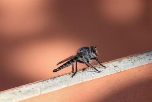 Γιατί τσιμπάνε μόνο εσένα τα κουνούπια – Ο ρόλος της ομάδας αίματος