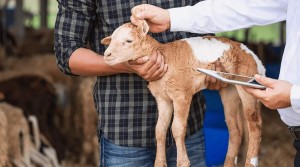 Απεργούν τη Δευτέρα (10/2) οι Κτηνίατροι Δημόσιοι Υπάλληλοι και στη Δυτική Eλλάδα